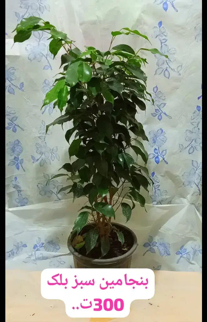 گل وگیاه|گل و گیاه طبیعی|رامهرمز, |دیوار