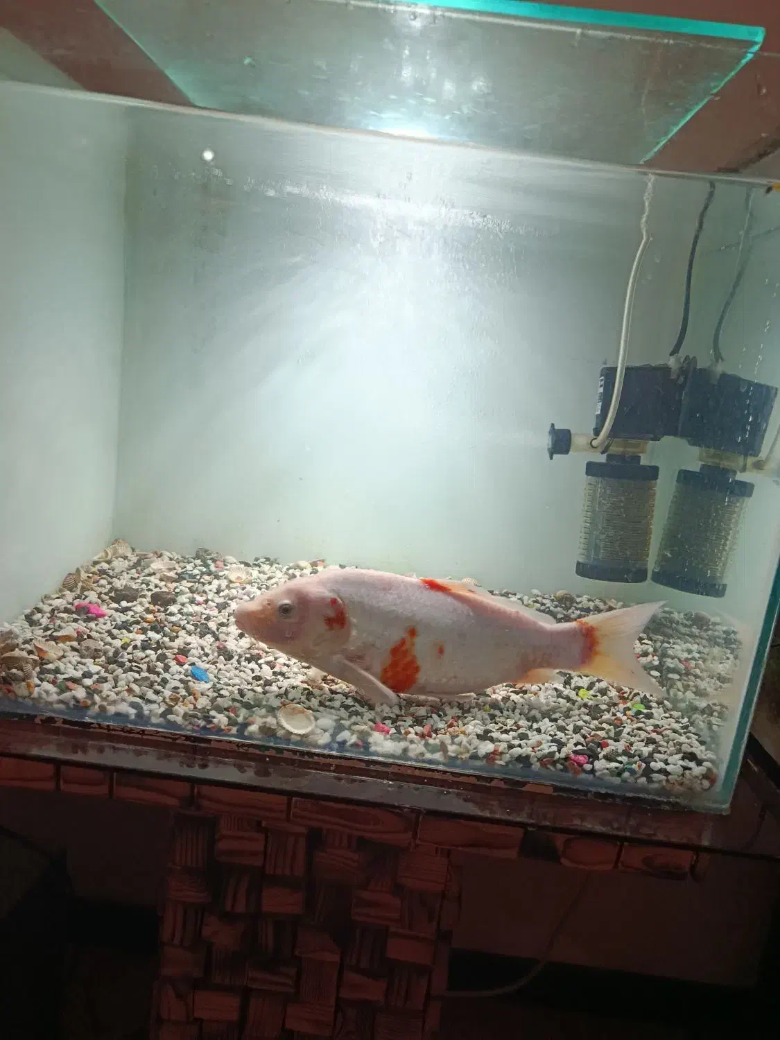 ماهی کوی مولد نر|ماهی|کرج, فاز ۳ گوهردشت|دیوار