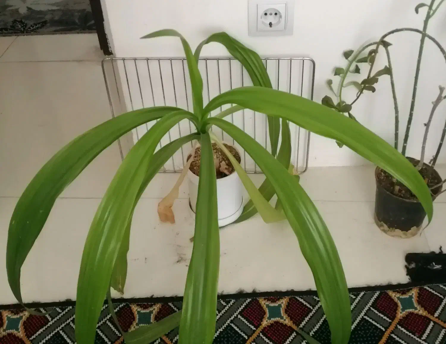 گلهای خانگی طلاییه|گل و گیاه طبیعی|شیراز, شهرک رضوان|دیوار