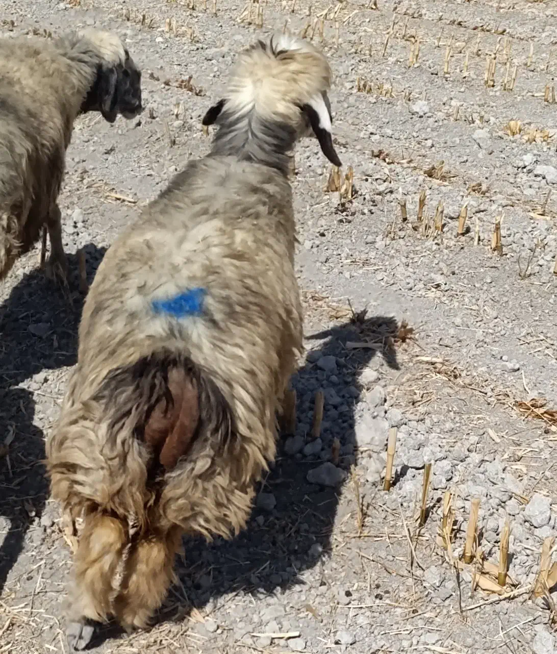 شیشک میش و قوچ چاق و سرحال|حیوانات مزرعه|مرودشت, نقش رستم|دیوار