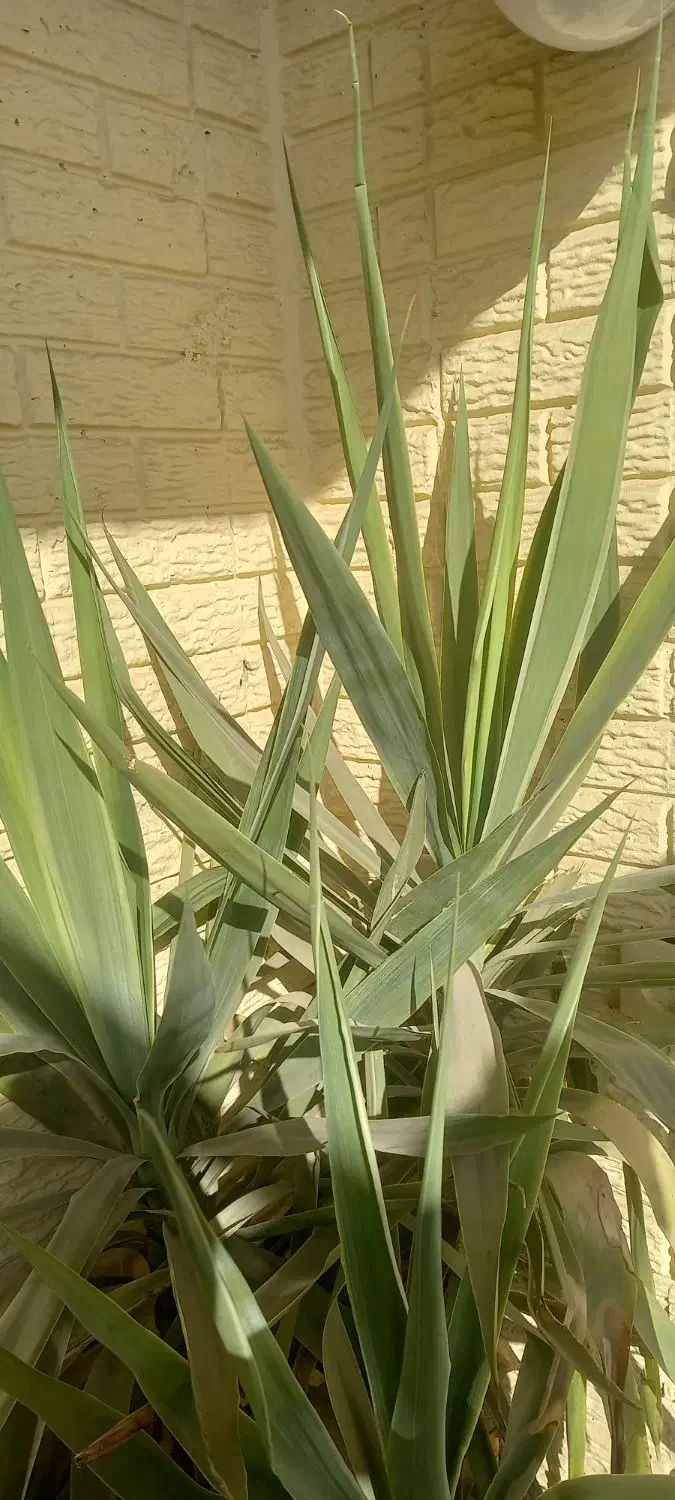 گل یوکا سرسبز وقشنگ|گل و گیاه طبیعی|رباطکریم, شهرک والفجر|دیوار