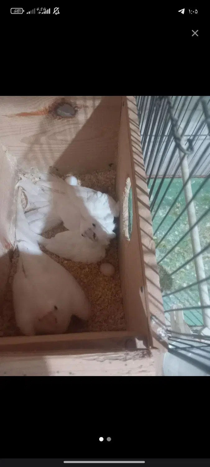 یک جفت عروس هلندی البینو|پرنده|سراب, |دیوار