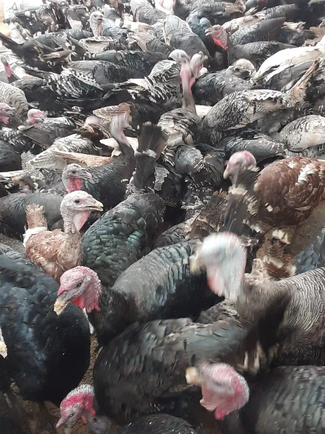 بوقلمون محلی ارگانیک|حیوانات مزرعه|املش, |دیوار