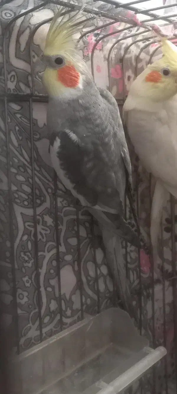 عروس هلندی|پرنده|شوشتر, |دیوار