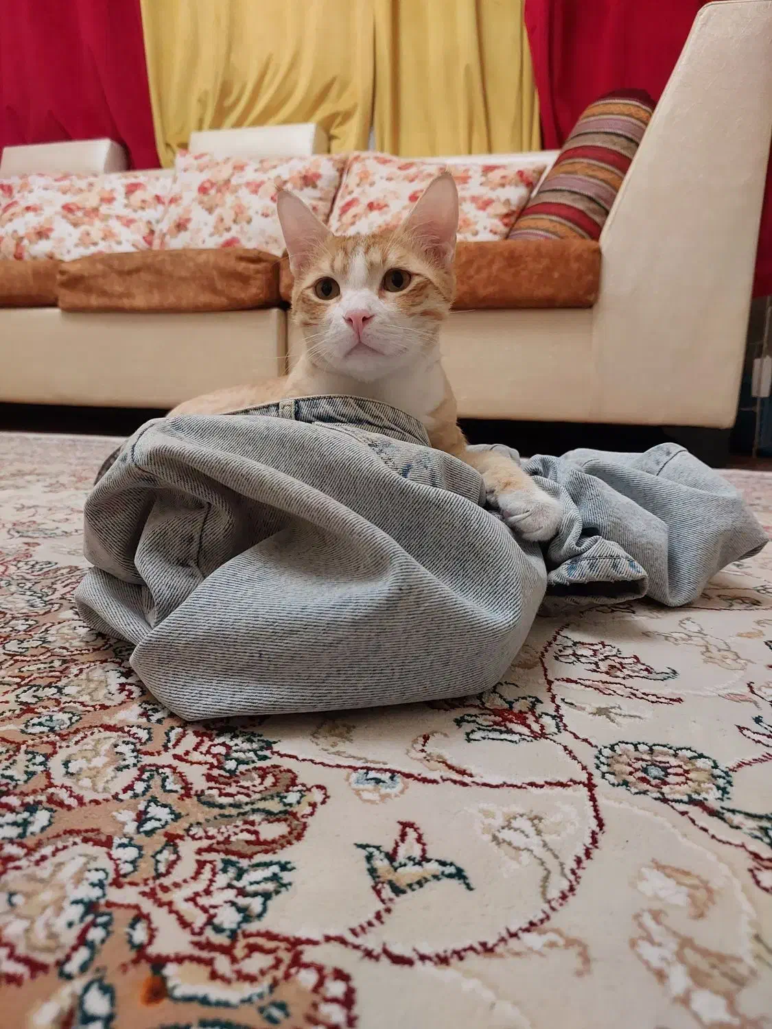 واگذاری واکسن زده شناسنامه داره|گربه|پرند, فاز ۶|دیوار