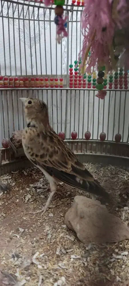 سهره خاکی قناری|پرنده|اصفهان, بوستان ناژوان|دیوار