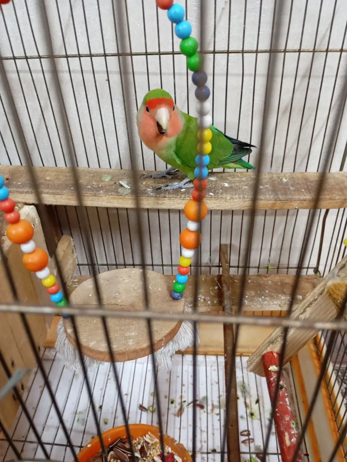 طوطی برزیلی نر خوشگل و خوش رنگ قشنگ میخونه|پرنده|تهران, شهرک طالقانی|دیوار