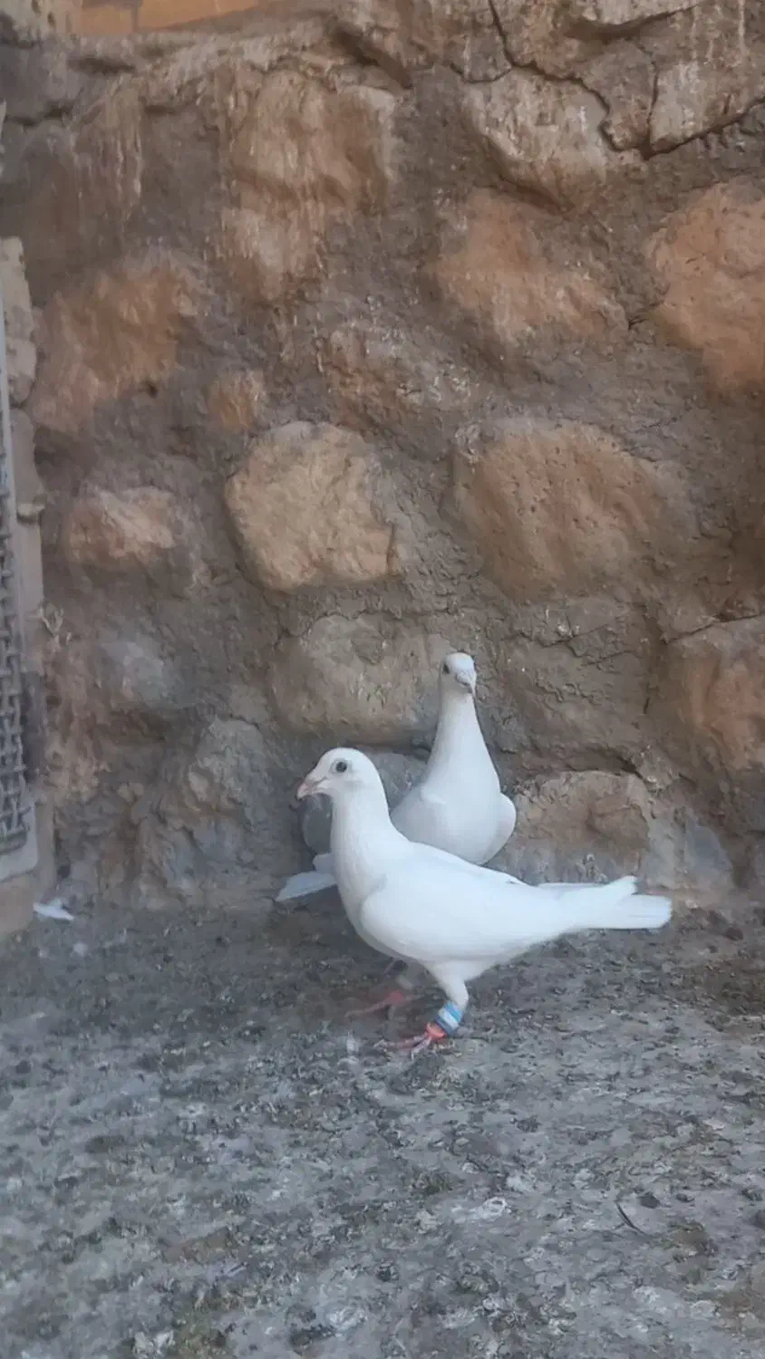 فروش ۵عدد پرنده درجه یک|پرنده|بافق, |دیوار