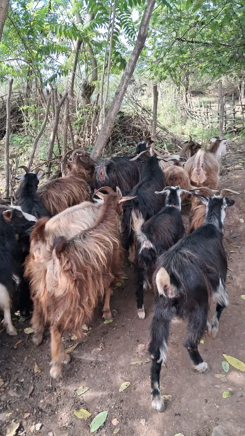 بز های جوان ۱ ساله حدود ۴۰ کیلویی گوسفند|حیوانات مزرعه|رشت, بازار|دیوار