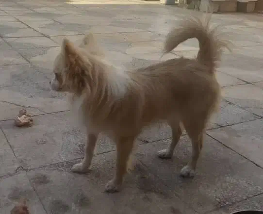 سگ پامر روباهی|سگ|شیراز, ده پیاله|دیوار