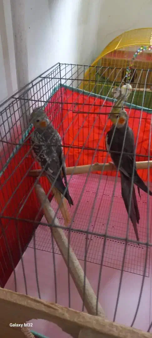 یک جفت مولد|پرنده|بندر انزلی, اطبا|دیوار