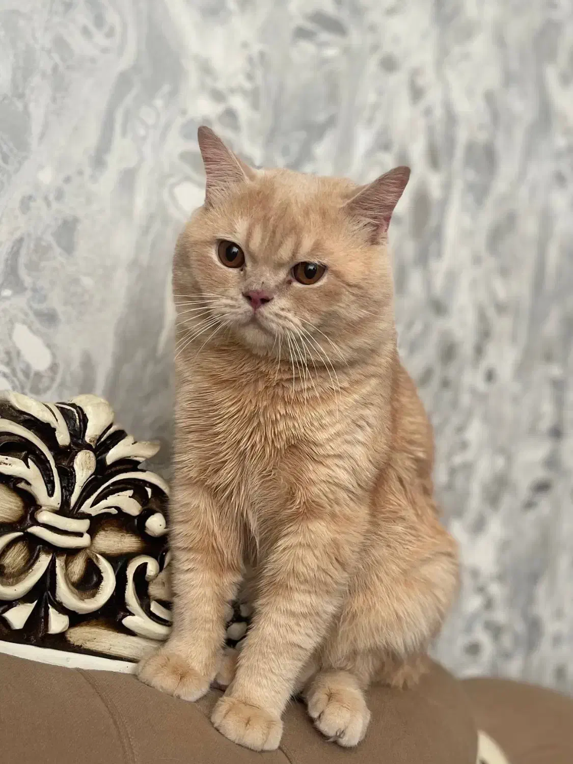 گربه اسکاتیش|گربه|اهر, |دیوار