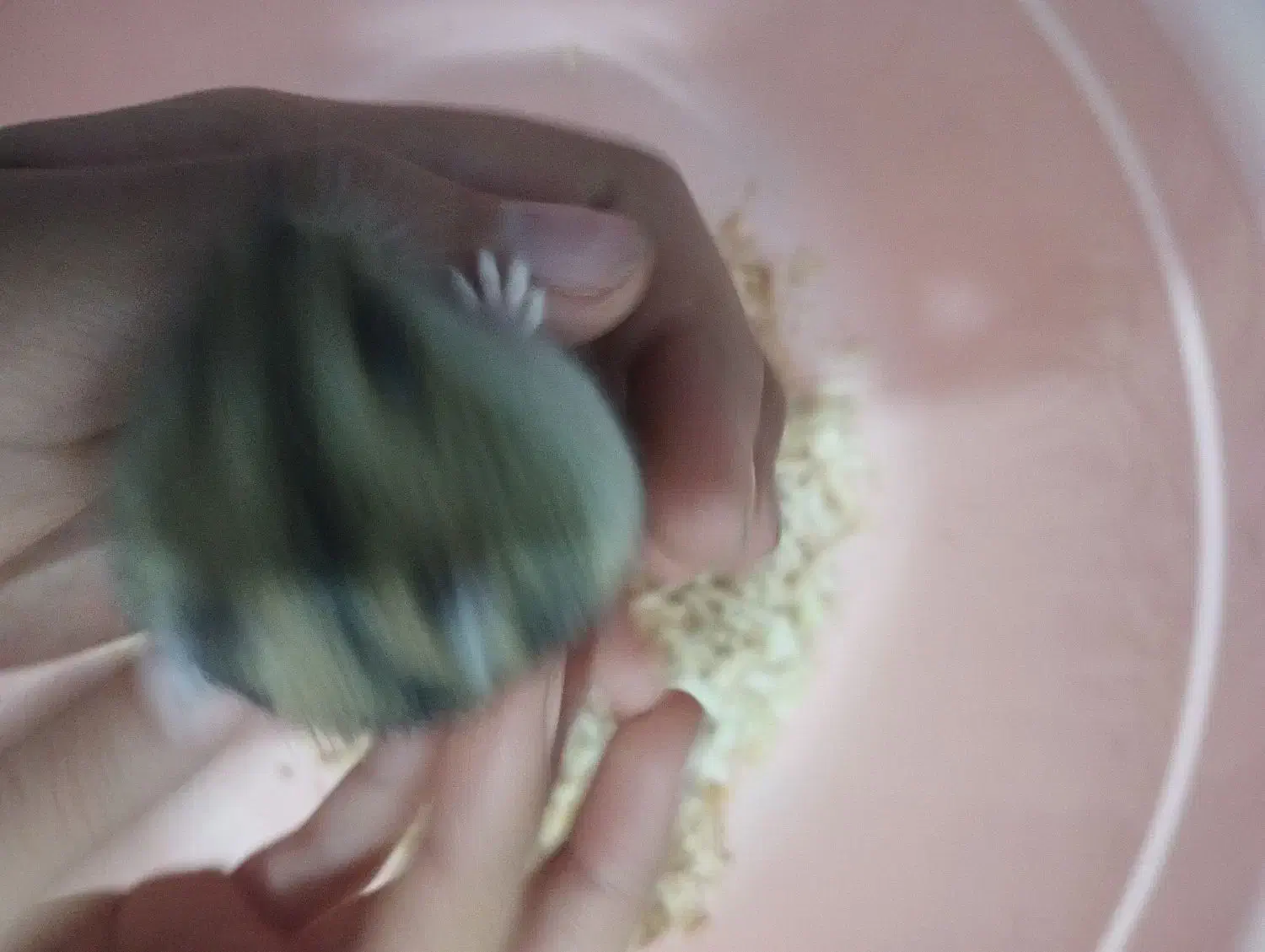 همستر کمپل نر|موش و خرگوش|بوشهر, |دیوار