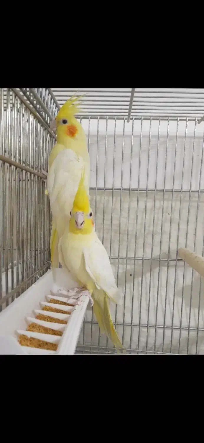 سه جفت عروس هلندی مولد|پرنده|کنگاور, |دیوار