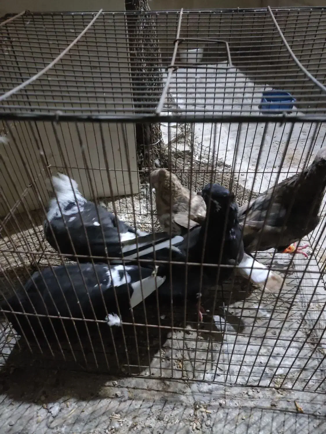 کبوتر سیاه بوشهری سینه باشه ای|پرنده|بوشهر, |دیوار