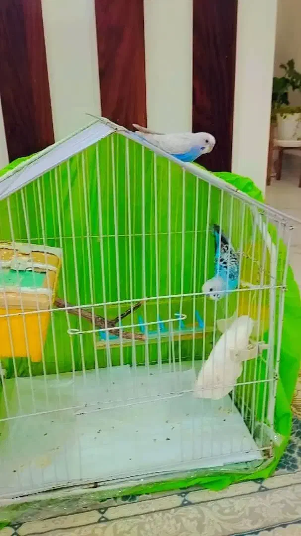 پرنده خانگی|پرنده|پارسیان, |دیوار