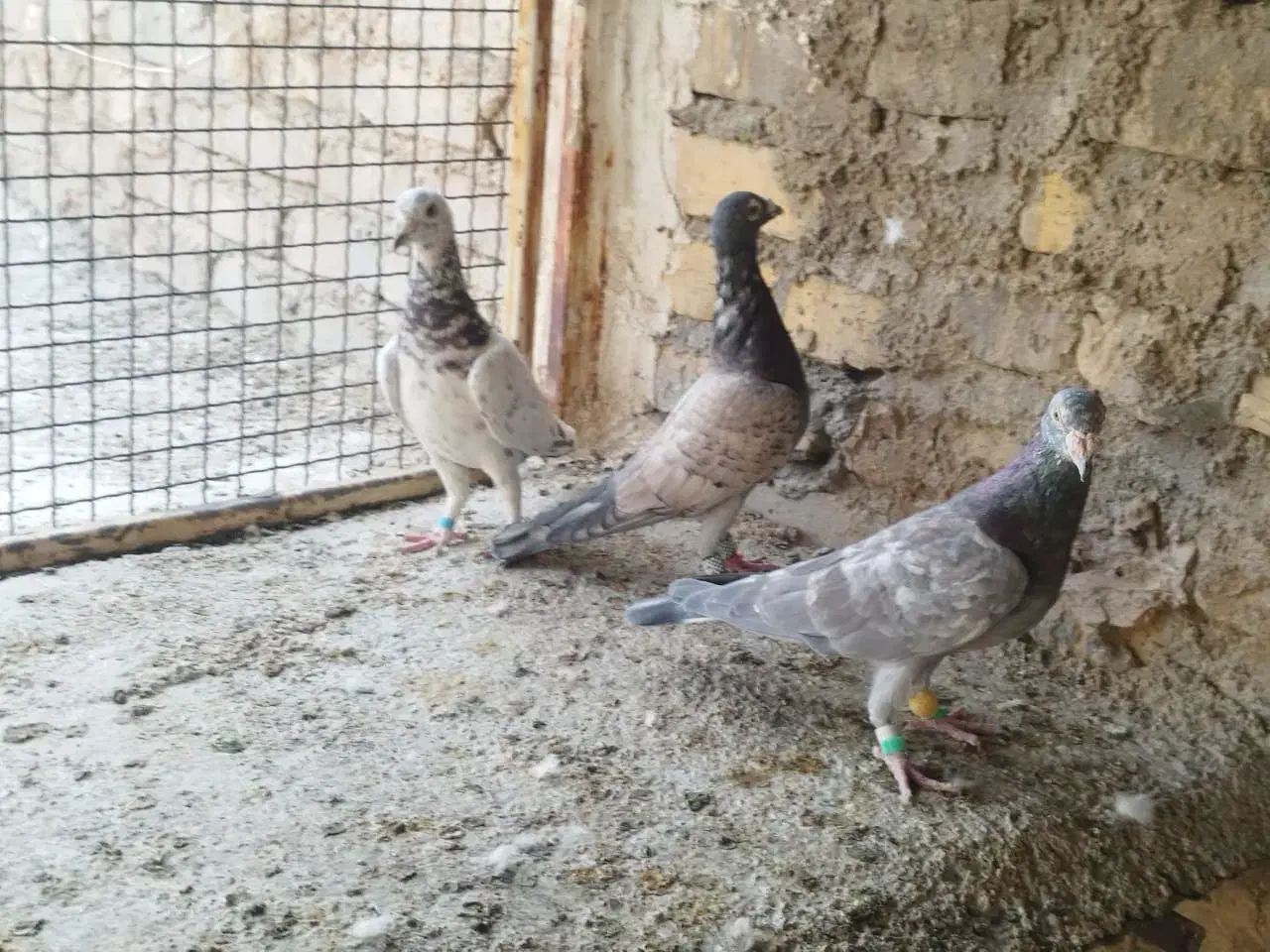 کفتر سرور|پرنده|شیراز, سعدیه شمالی|دیوار