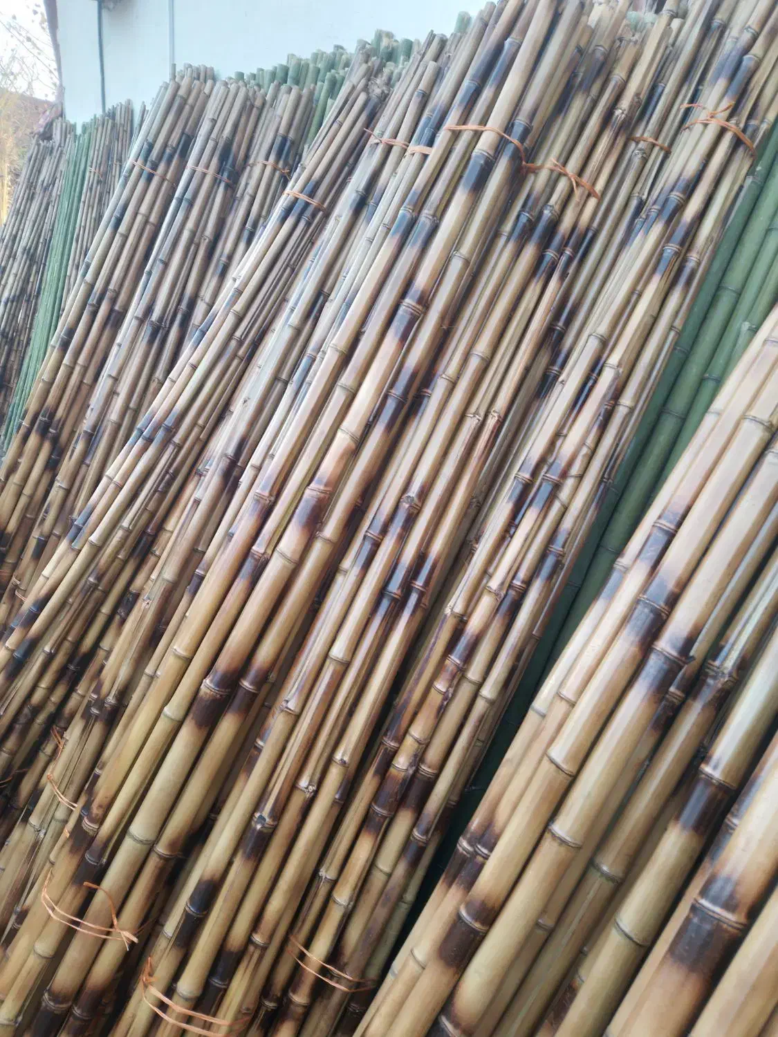 خیزران (بامبو)|گل و گیاه طبیعی|فومن, |دیوار