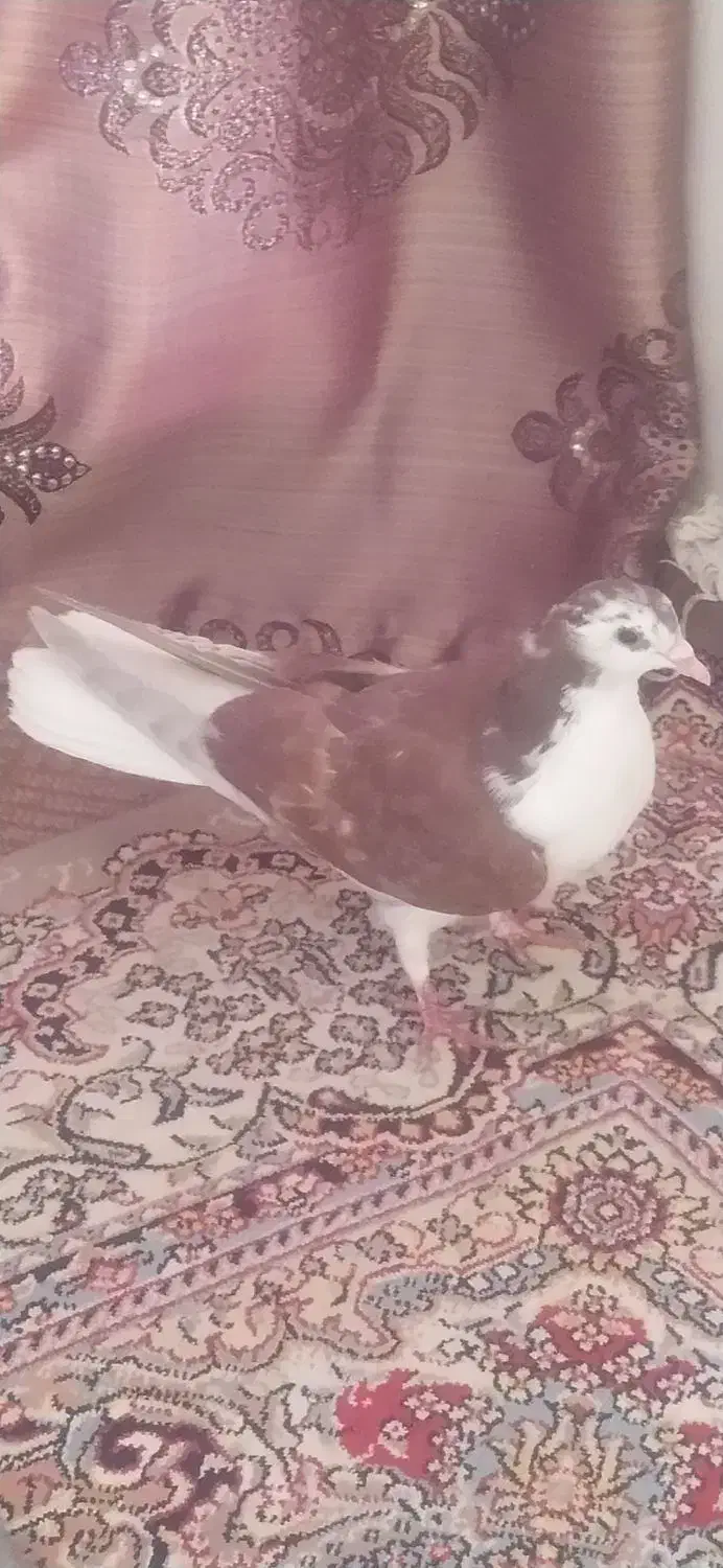 کبوتر سرخ|پرنده|اصفهان, سرتاوه|دیوار