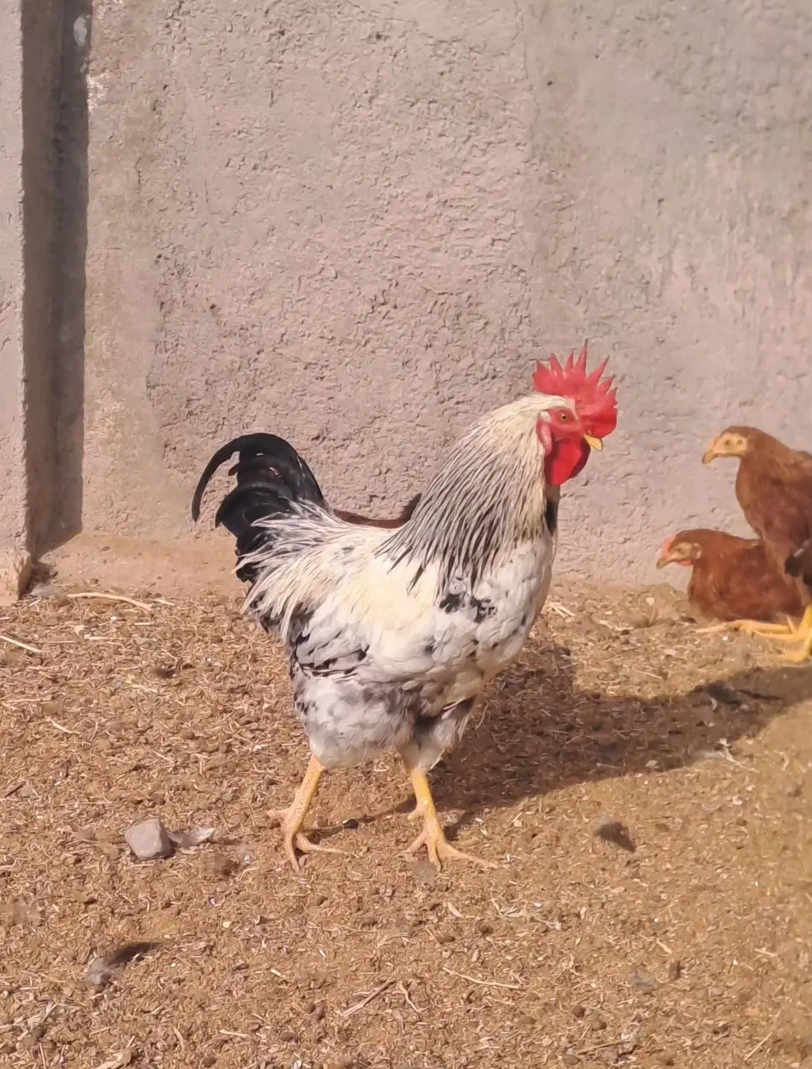 ۲عدد خروس جوان|حیوانات مزرعه|کاشان, دشت لتحر|دیوار