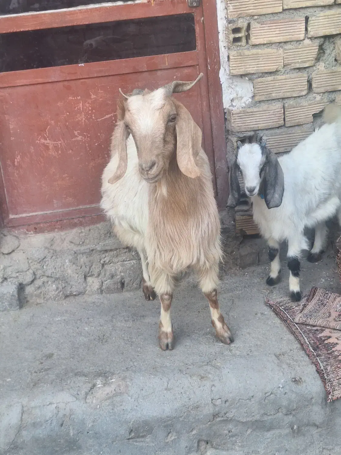 فروش بز وبزغاله|حیوانات مزرعه|دورود, |دیوار