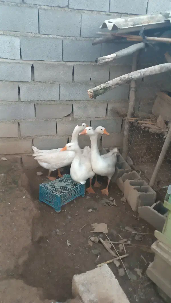 چهارعدد قوغاز بزرگ نزدیک تخم قیمت مناسب|حیوانات مزرعه|خان ببین, |دیوار