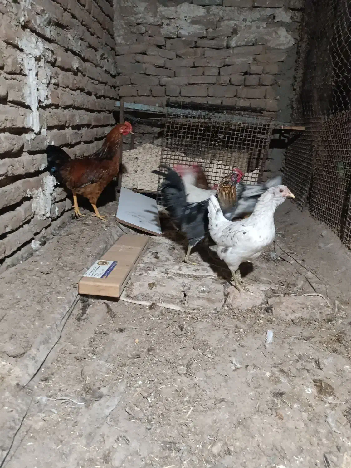 مرغ وخروس|حیوانات مزرعه|کرج, کارخانه قند|دیوار