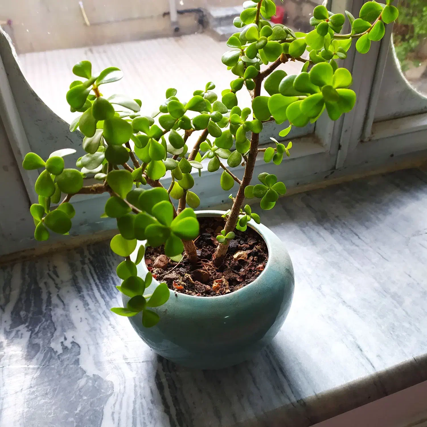 گل زیبا|گل و گیاه طبیعی|کرمانشاه, |دیوار