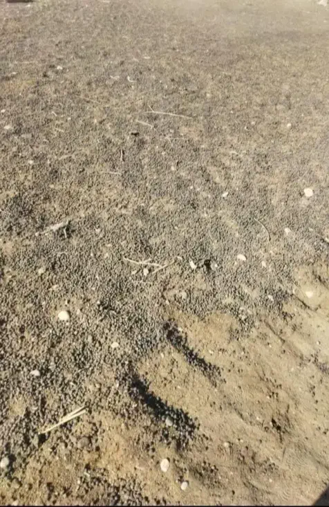 فروش کود حیوانی با نیسان جکی|خدمات باغبانی و درختکاری|اندیمشک, |دیوار