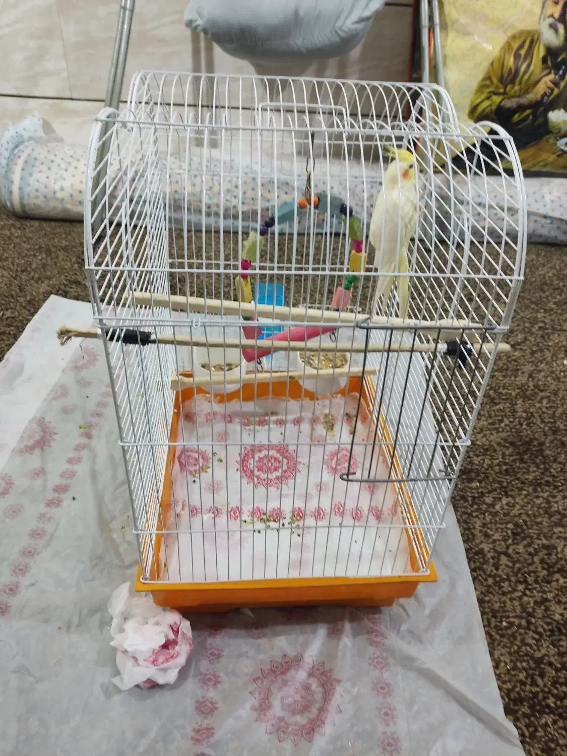 عروس هلندی|پرنده|بندر ماهشهر, |دیوار