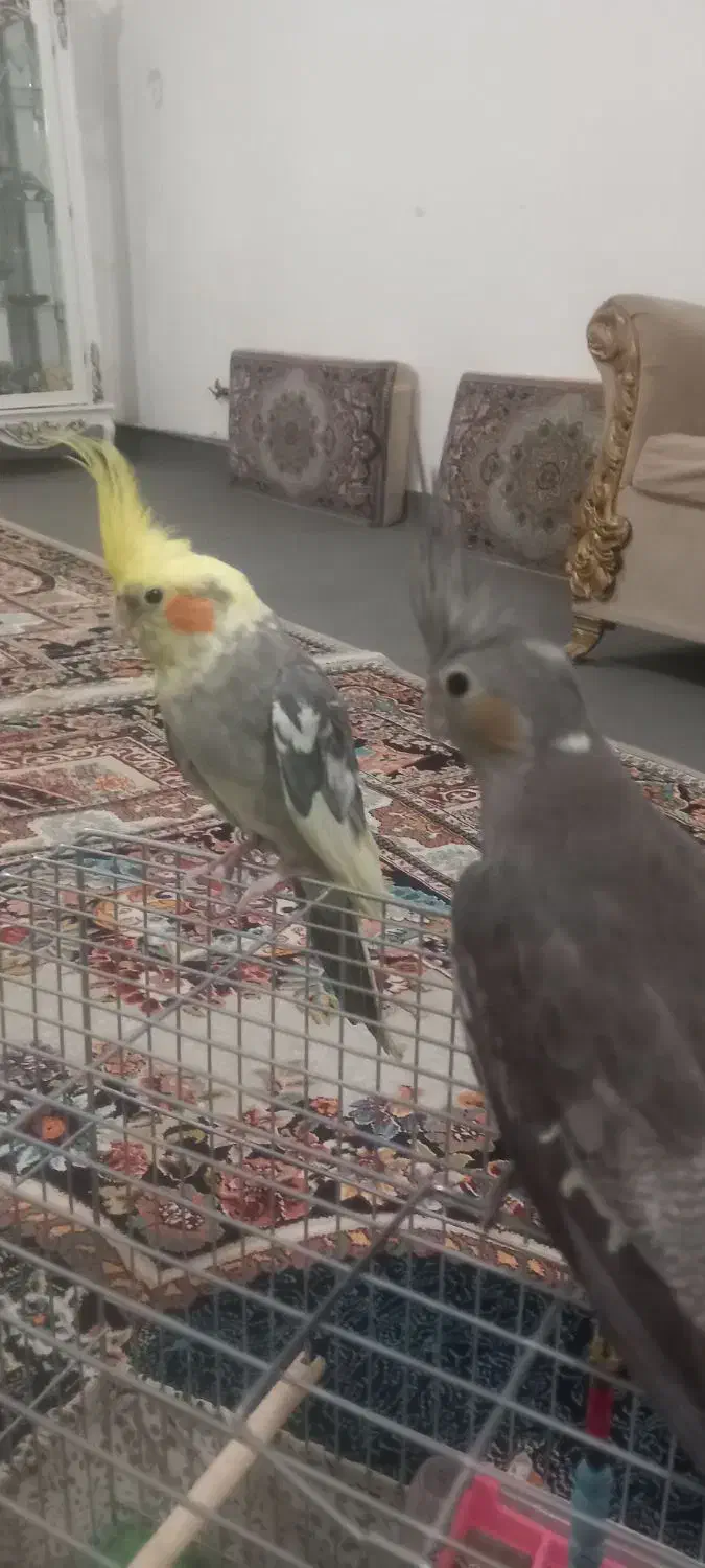 یک جفت عروس هلندی بالق|پرنده|قیدار, |دیوار