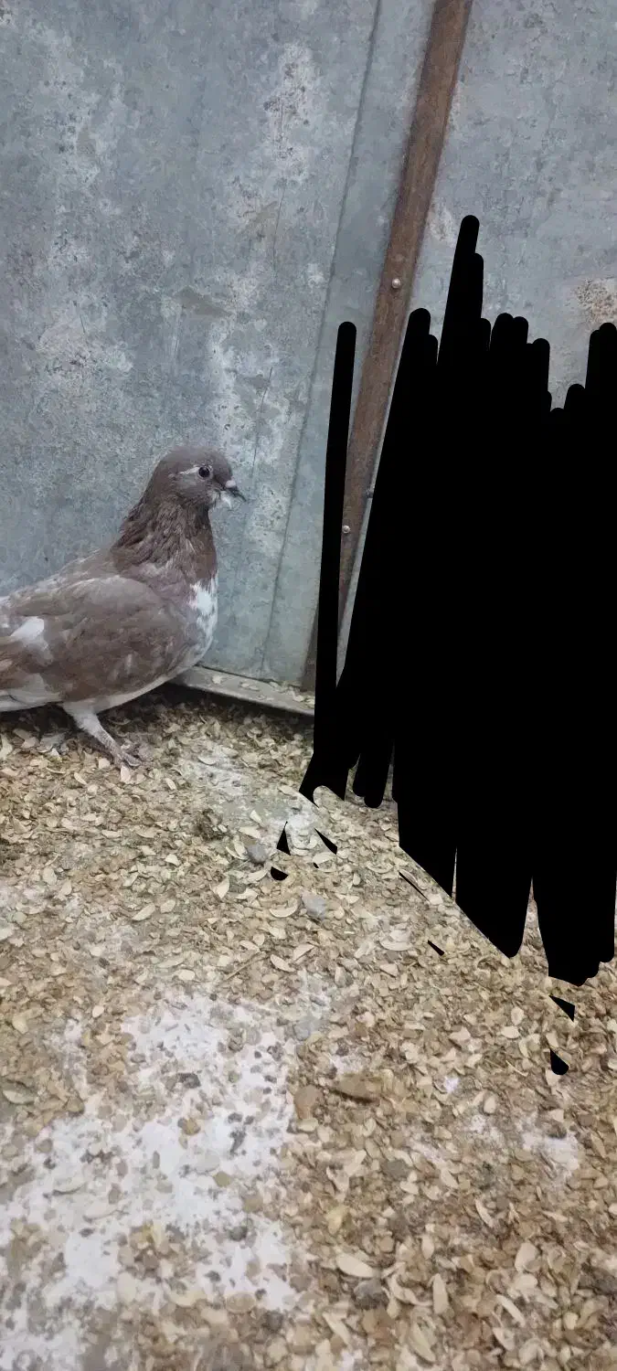 کفتر پرشی و جفتگاه|پرنده|مشهد, چاهشک|دیوار