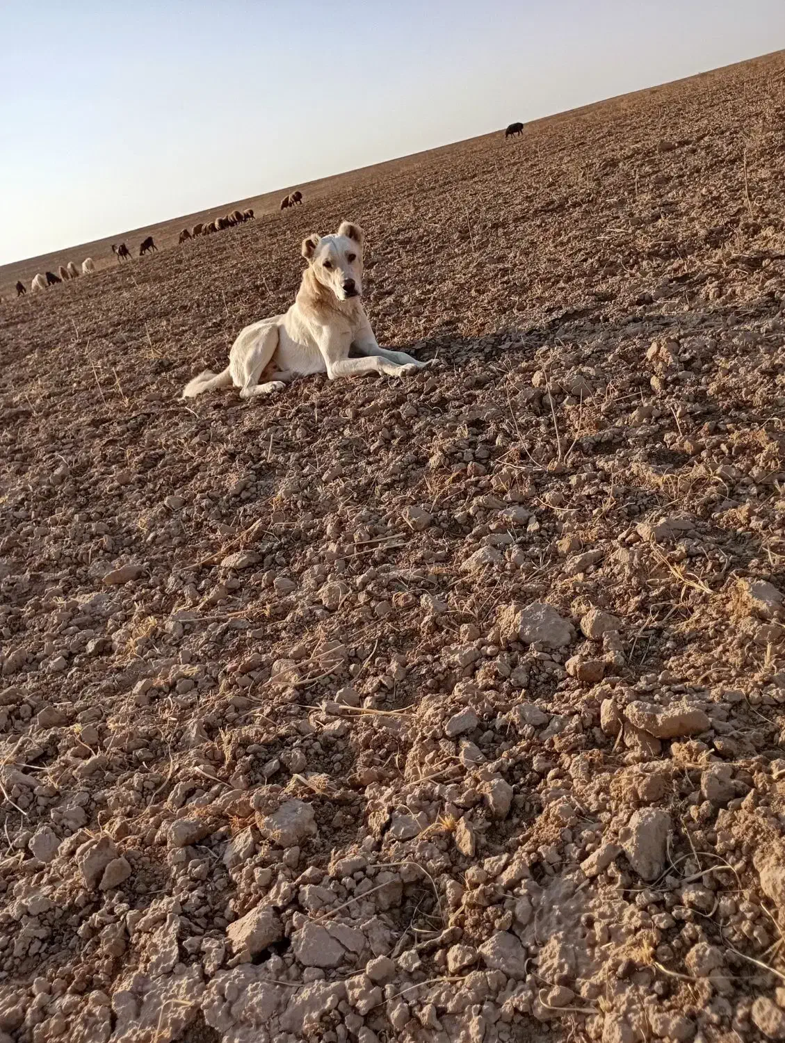 سگ گله|سگ|رضویه, |دیوار