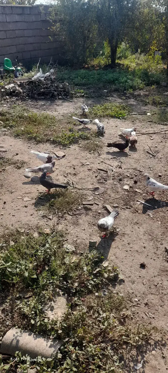 فروش کبوتر|پرنده|فاضل آباد, |دیوار