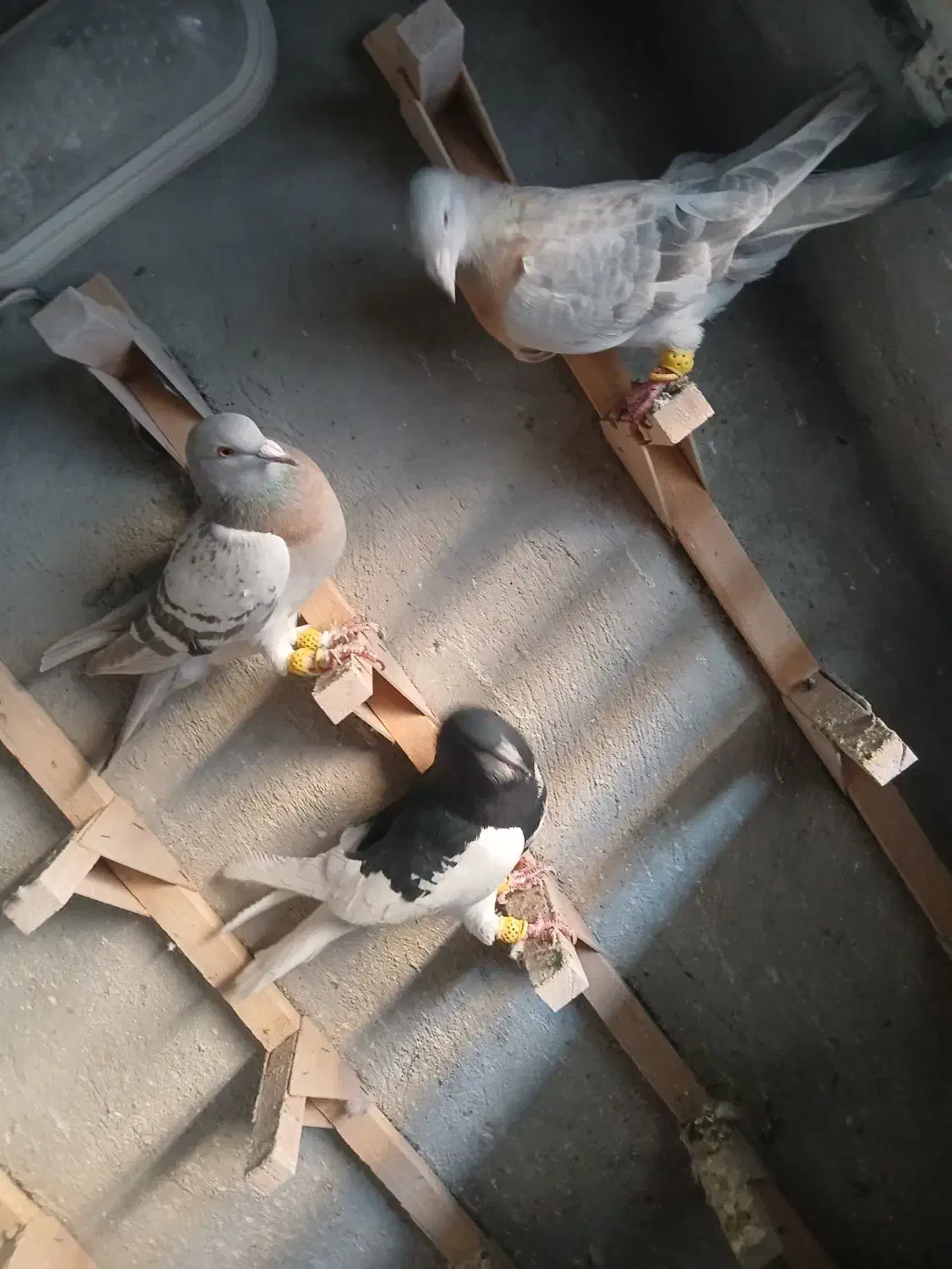 کفتر سوسنی دس اولی|پرنده|شیراز, سعدیه شمالی|دیوار