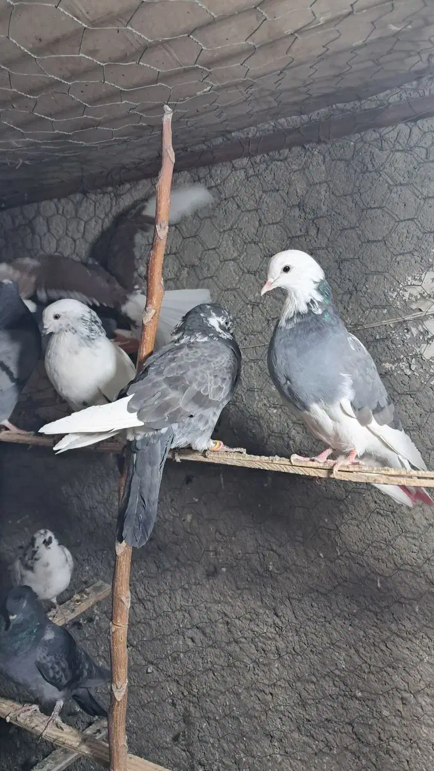 کبوتر یا کفتر جوجه گرفتنی|پرنده|پاکدشت, پاکدشت (مامازند)|دیوار