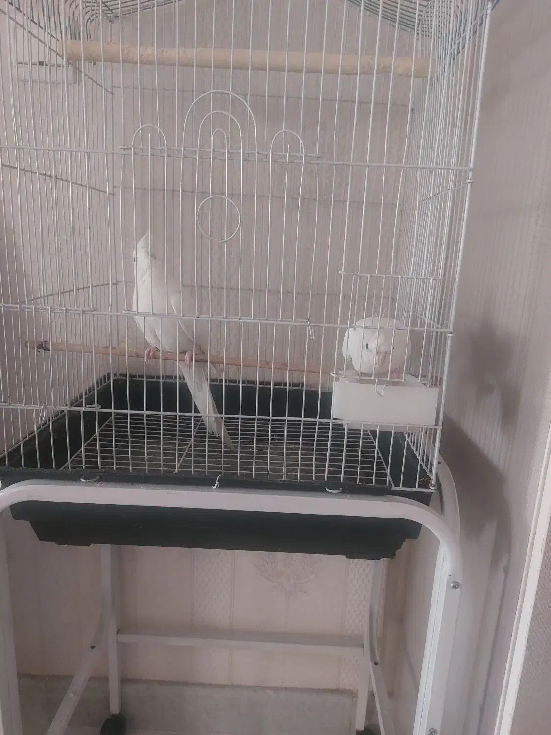 عروس هلندی البینو نر|پرنده|تهران, کوی بیمه|دیوار