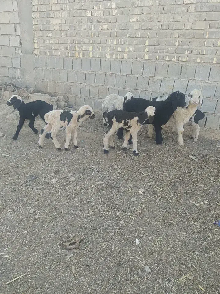 بره شیری|حیوانات مزرعه|شیراز, بید زرد|دیوار