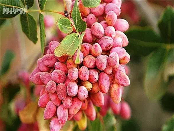 کود ارگانیک/باغ پسته/سبوسیب/شاهرود|خدمات باغبانی و درختکاری|شاهرود, |دیوار