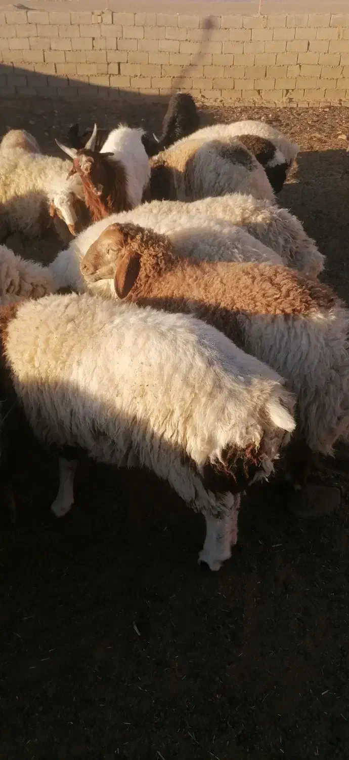 بره نرچاق مناسب برای قصابی|حیوانات مزرعه|سده (خراسان جنوبی), |دیوار