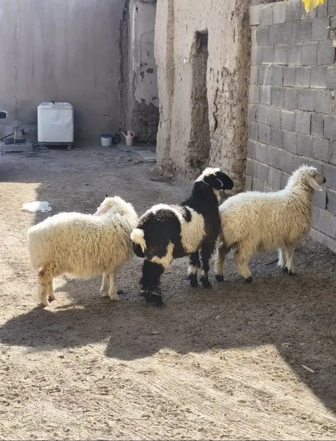 سه تا بره|حیوانات مزرعه|سراوان, |دیوار