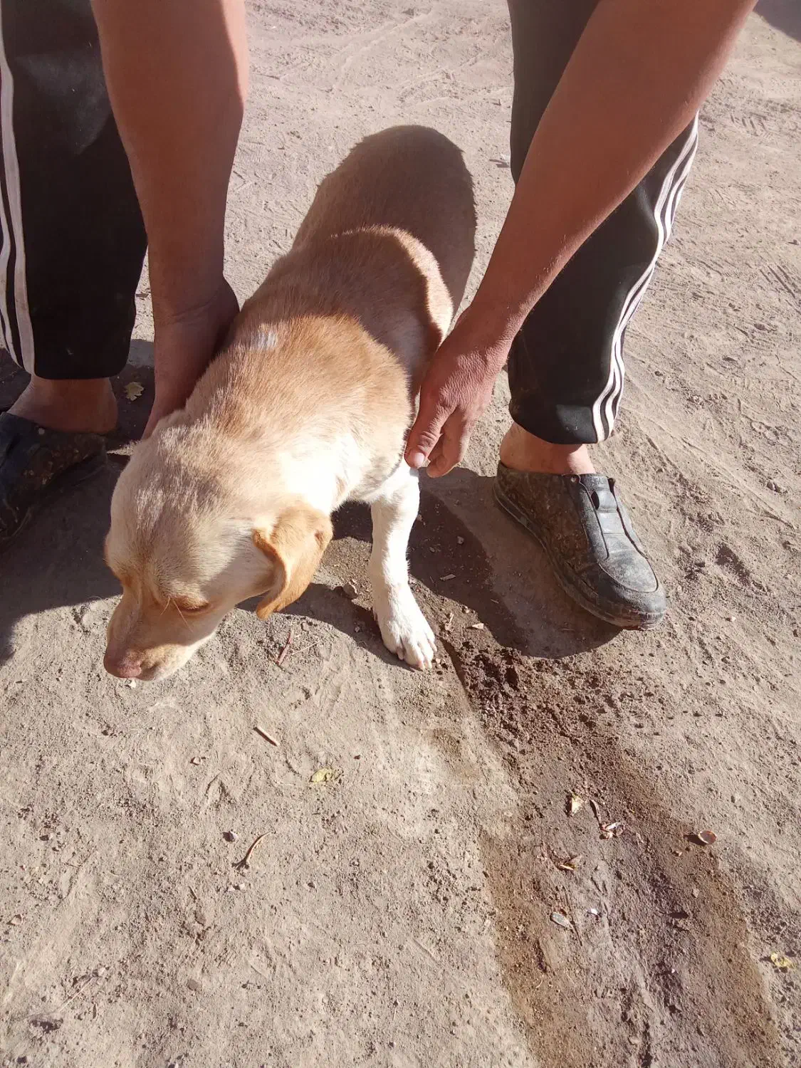 حیوانات|سگ|سبزوار, قصبه شرقی|دیوار