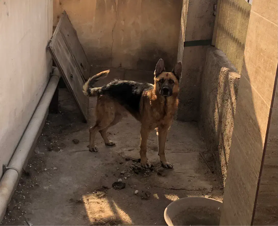 ژرمن نر و ماده|سگ|لوشان, |دیوار