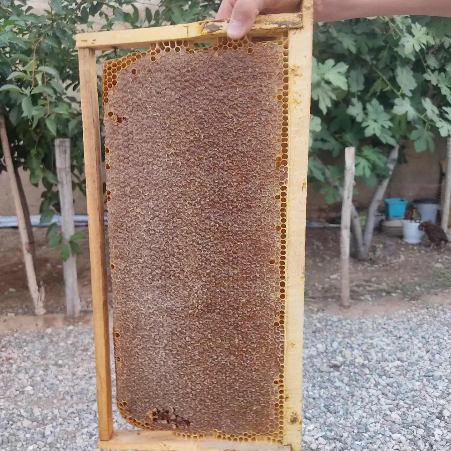 عسل درجه یک به شرط|خوردنی و آشامیدنی|نهاوند, |دیوار