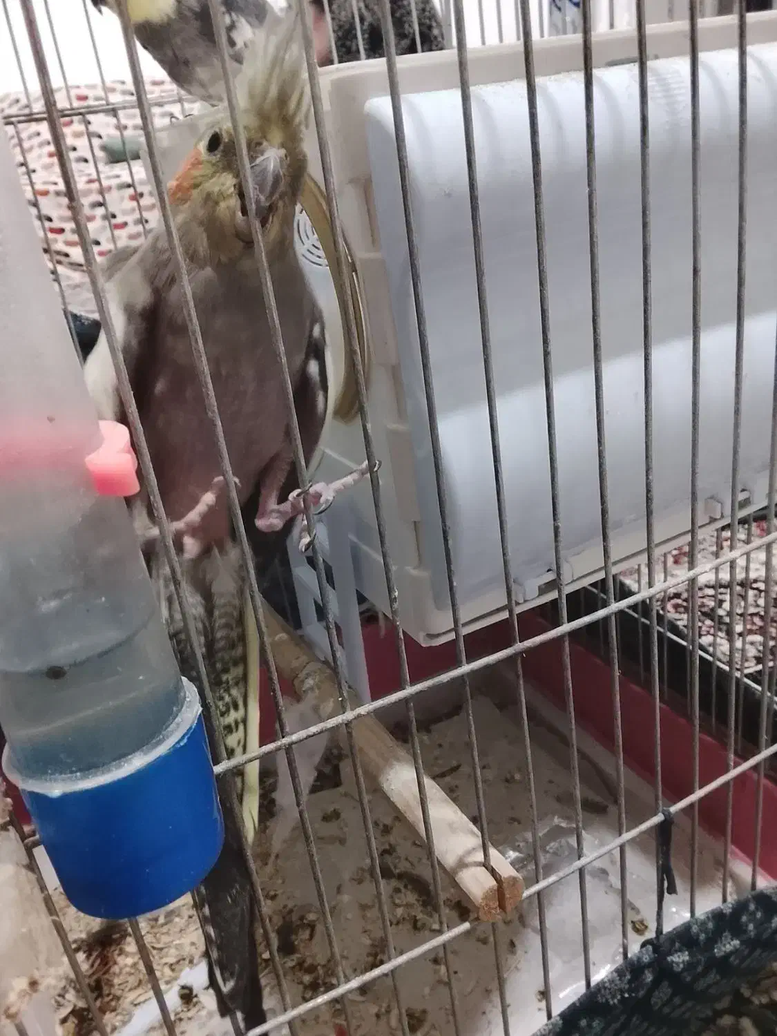 یک جفت عروس هلندی|پرنده|خلخال, |دیوار