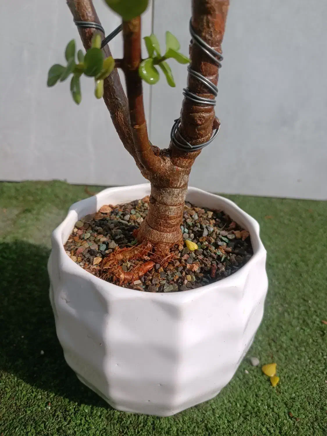 گل آپارتمانی کاکتوس بنسای  خرفه 8 ساله|گل و گیاه طبیعی|تهران, مسعودیه|دیوار