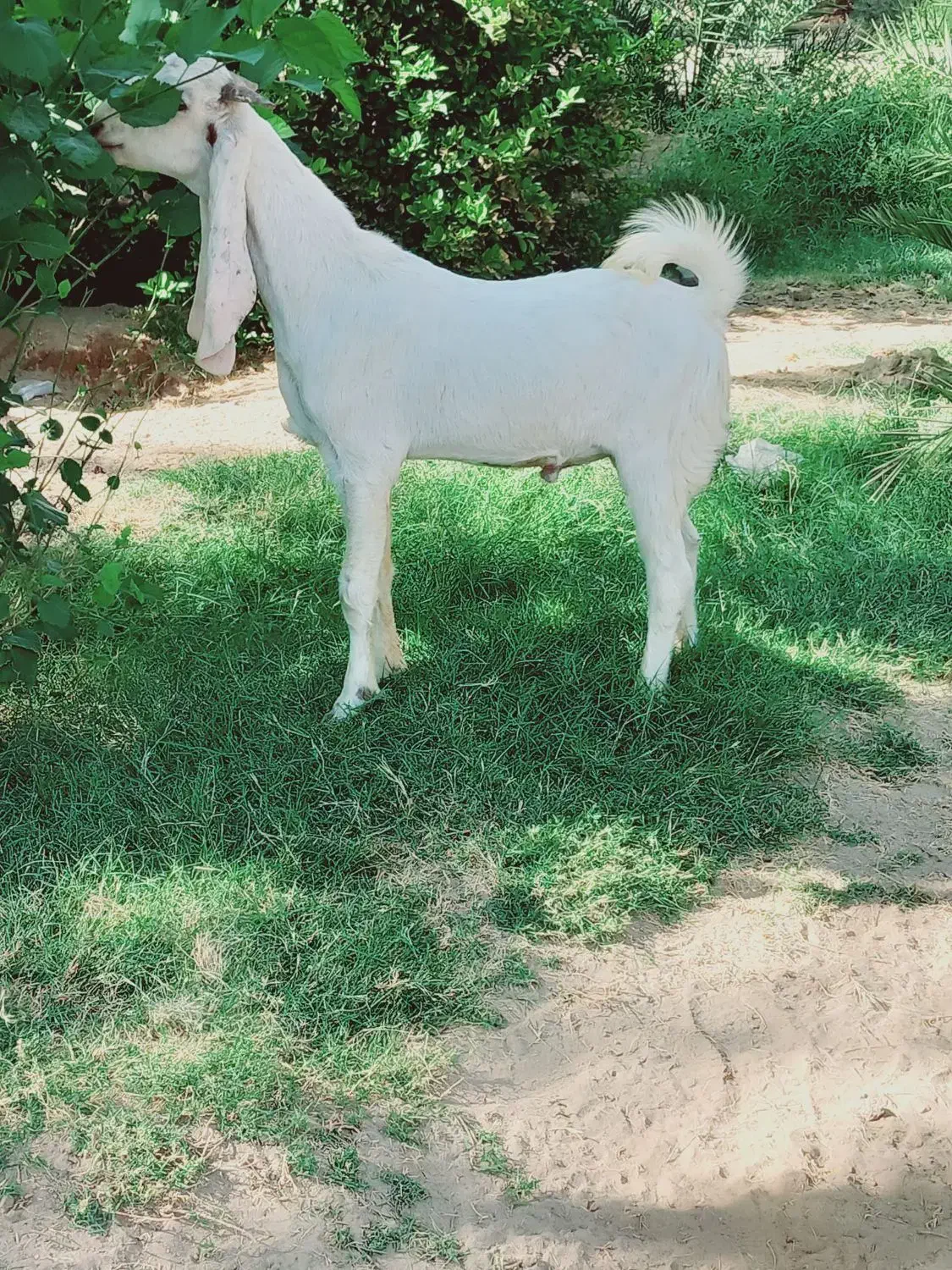 چپش گلابی گوش بلند|حیوانات مزرعه|جیرفت, |دیوار