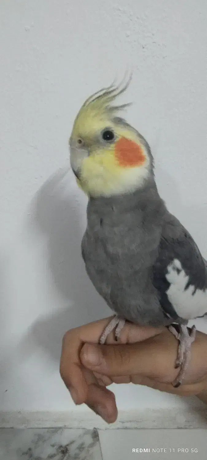 عروس هلندی|پرنده|مشهد, شهید بصیر|دیوار