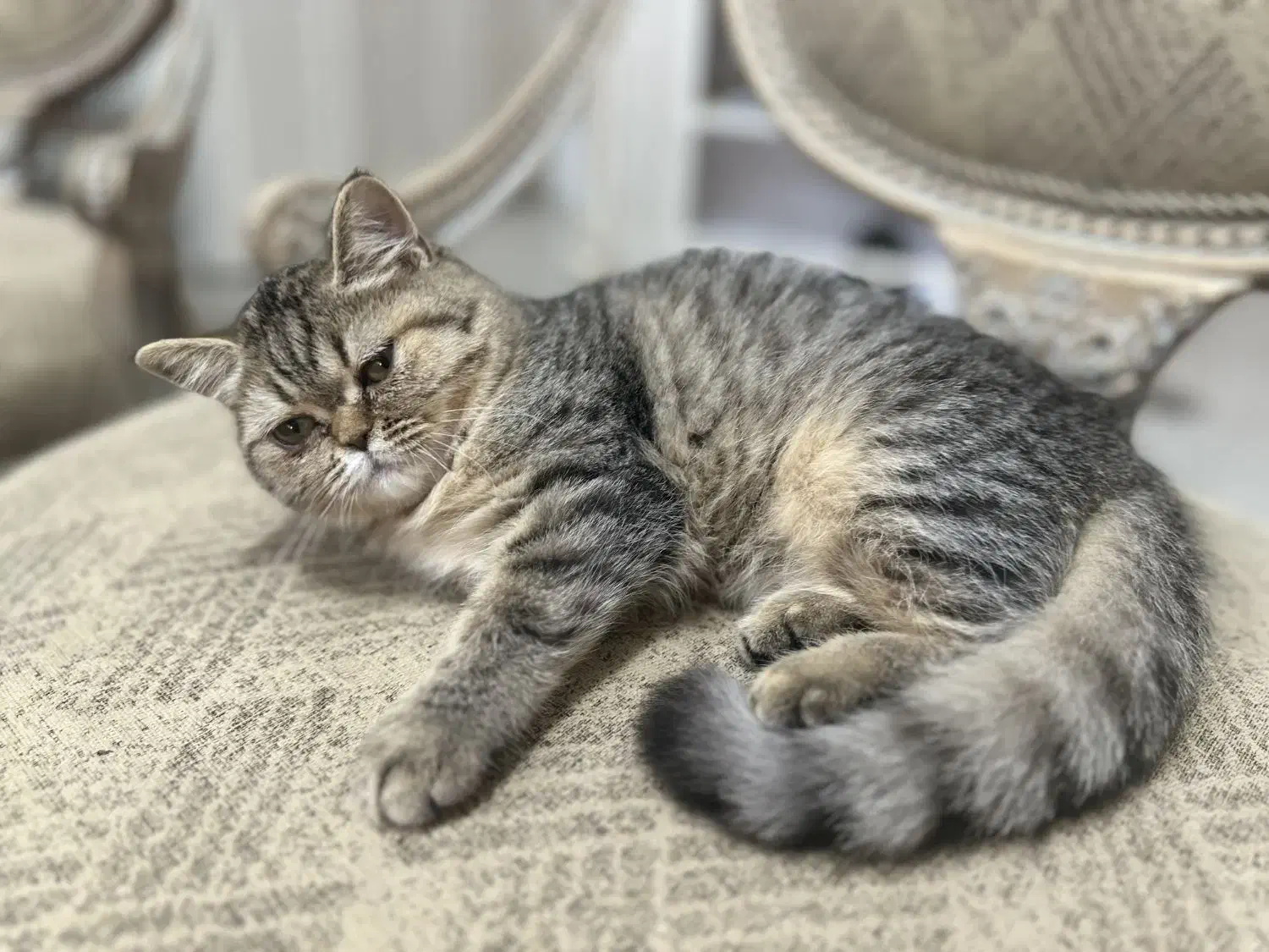 ۳گربه بازیگوش و سالم ۳ماهه برای واگذاری مسئولانه|گربه|تربتحیدریه, طالقانی|دیوار