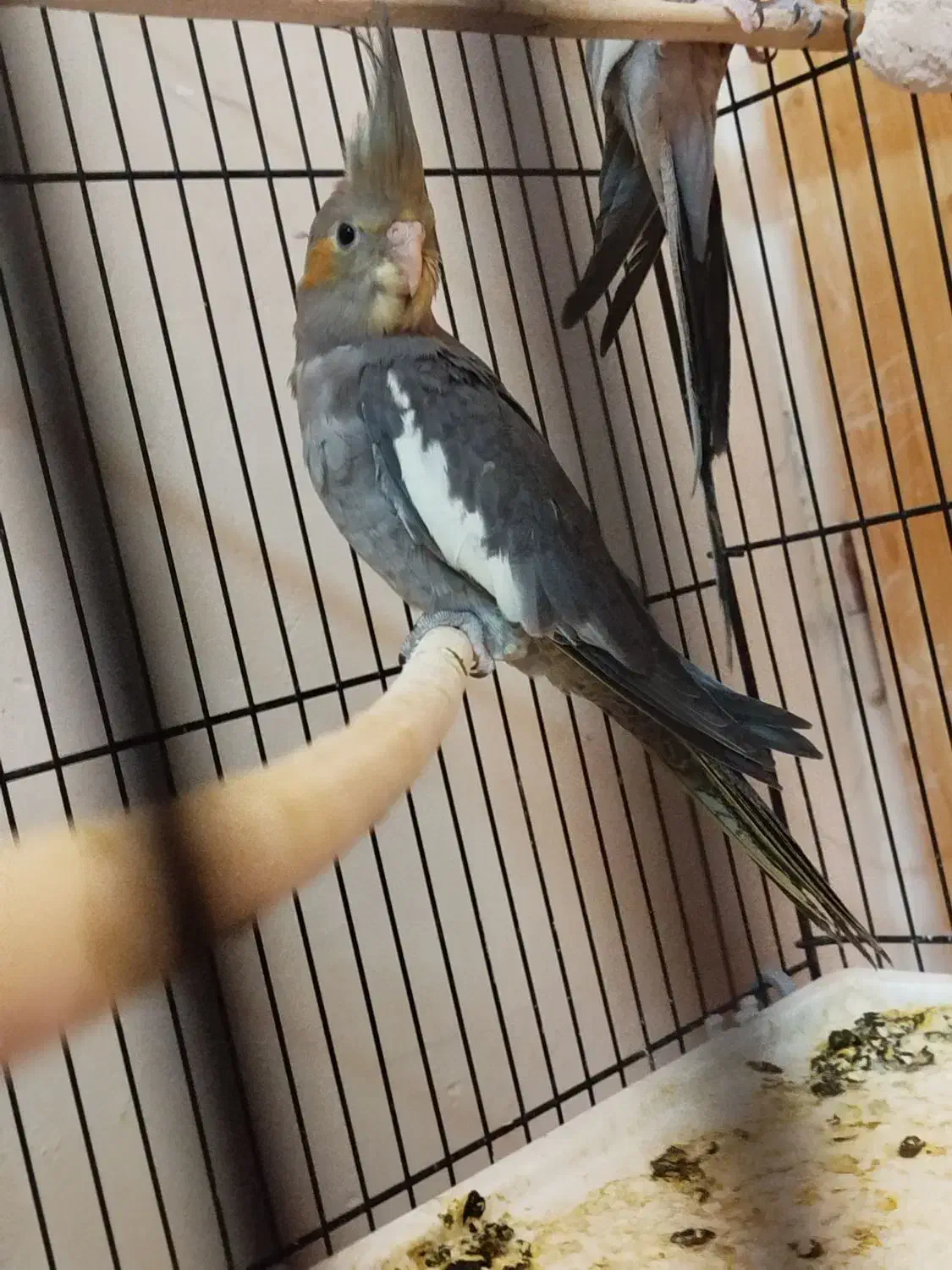 جوجه عروس هلندی نر|پرنده|شیراز, رکن‌آباد|دیوار